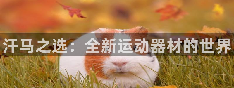 意昂体育4平台：汗马之选：全新运动器材的世界